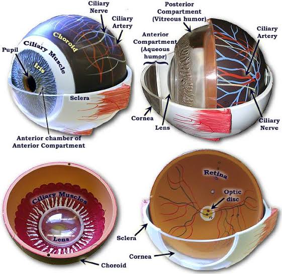 Human Eye Anatomy Models